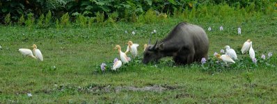 DSC06887 Cattle Egrets @ Pui O.JPG