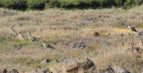 stone curlew kalloni SP Eleni Galinou 120817.JPG