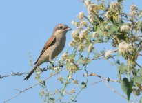 Red backed shrike Kalloni SP area 120817 Eleni Galinou.JPG