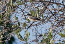 Masked shrike greater Kalloni SP 120817 Eleni Galinou.JPG