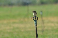 Woodchat shrike irrigated field nr Kalloni SP 120817 Eleni Galinou.JPG