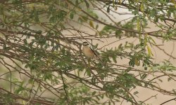 Masked Shrike Looking at You.jpg