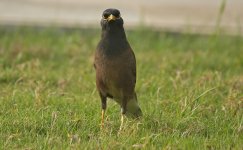 Myna Looking at You.jpg