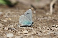 Green-underside Blue sp 2.jpg