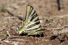 Iberian Scarce Swallowtail sp 1.jpg