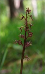 lesser twayblade 3 small.jpg