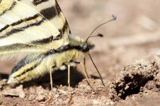 Iberian Scarce Swallowtail sp 2.jpg