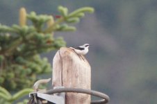 maybe northern wheatear.JPG