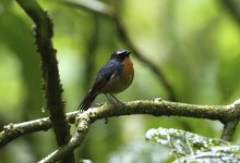 snowy browed flycatcher.JPG