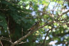 Young Female Great-spotted Woodpecker.jpg