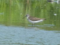 Green Sandpiper.jpg