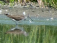 Green Sandpiper-2.jpg