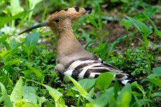 Hoopoe.jpg