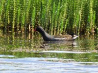 moorhen.jpg