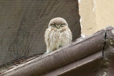 Little Owl.jpg