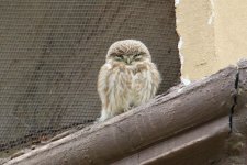 Little Owl (1).jpg