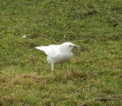 leucistic Jackdaw.jpg