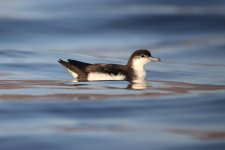 Boyd's Shearwater 4.jpg