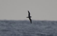 Bulwer's Petrel.jpg