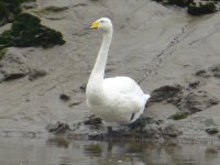 swan-id-3.JPG