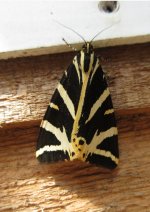 Jersey Tiger Euplagia quadripunctaria.JPG