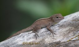 Anole Champain 1 P1000971.jpg