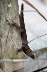 Anole Champain 4 P1010024.jpg