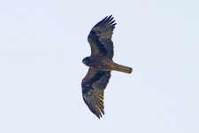 Plataforma, Hoyos del Espino, Sierra de Gredos, Spain 5-2017 v_0500 v2.jpg