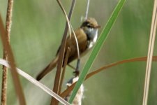 Savi's warbler, Monfrague, Extremadura, Spain 5-2017 v_0314 v2.jpg