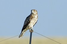 Short-toed eagle, Trujillo, Extremadura, Spain 5-2017 v_0885 v2.jpg