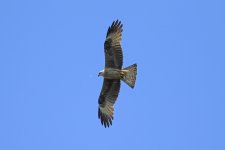 Booted eagle, Monfrague, Extremadura, Spain 5-2017 v_0307 v2.jpg