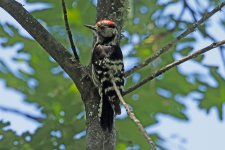 Lesser spotted woodpecker, Jaraiz de la Vera, Sierra de Gredos, Spain 5-2017 v_0090 v2.jpg