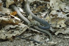 Snake, Jaraiz de la Vera, Sierra de Gredos, Spain 5-2017 v_0032 v2.jpg