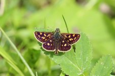 Chequered Skipper lt 2.jpg