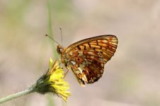 Pearl-bordered Fritillary lt 1.jpg