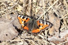 Small Tortoiseshell lt 1.jpg