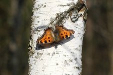 Large Tortoiseshell lt 1.jpg