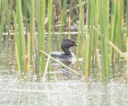 Least Grebe  5-27-2017.jpg