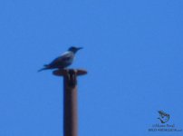 roquero solitario blue rock thrush.jpg