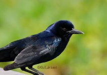 Boat-tailed Grackle P1000091.JPG