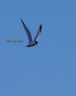 Least Tern P1000587.JPG