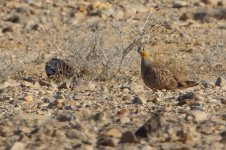 20170406 (4)_Crowned_Sandgrouse.JPG