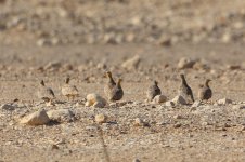 20170406 (11)_Crowned_Sandgrouse.JPG