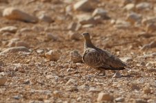 20170406 (13)_Crowned_Sandgrouse.JPG