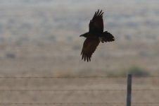 20170406 (10)_Brown-necked_Raven.JPG