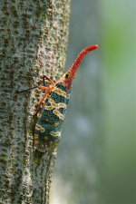 DSC07220 Lantern Bug @ Pui O.jpg