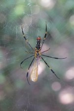 DSC07182 Large Woodland Spider @ Pui O.jpg