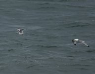 Little Gull_Girdle Ness_230717a.jpg