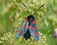 Six Spot Burnet_Girdle Ness_220717a.jpg