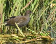 Moorhen_Girdle Ness_160717a.jpg